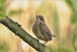 <p>RÁKOSNÍK OBECNÝ (Acrocephalus scirpaceus) /Eurasian reed warbler – Teichrohrsänger/</p>